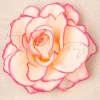 Ravishing Rose Haarclip In Roze